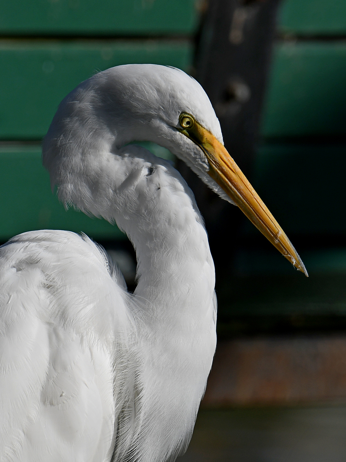 Egret2.jpg