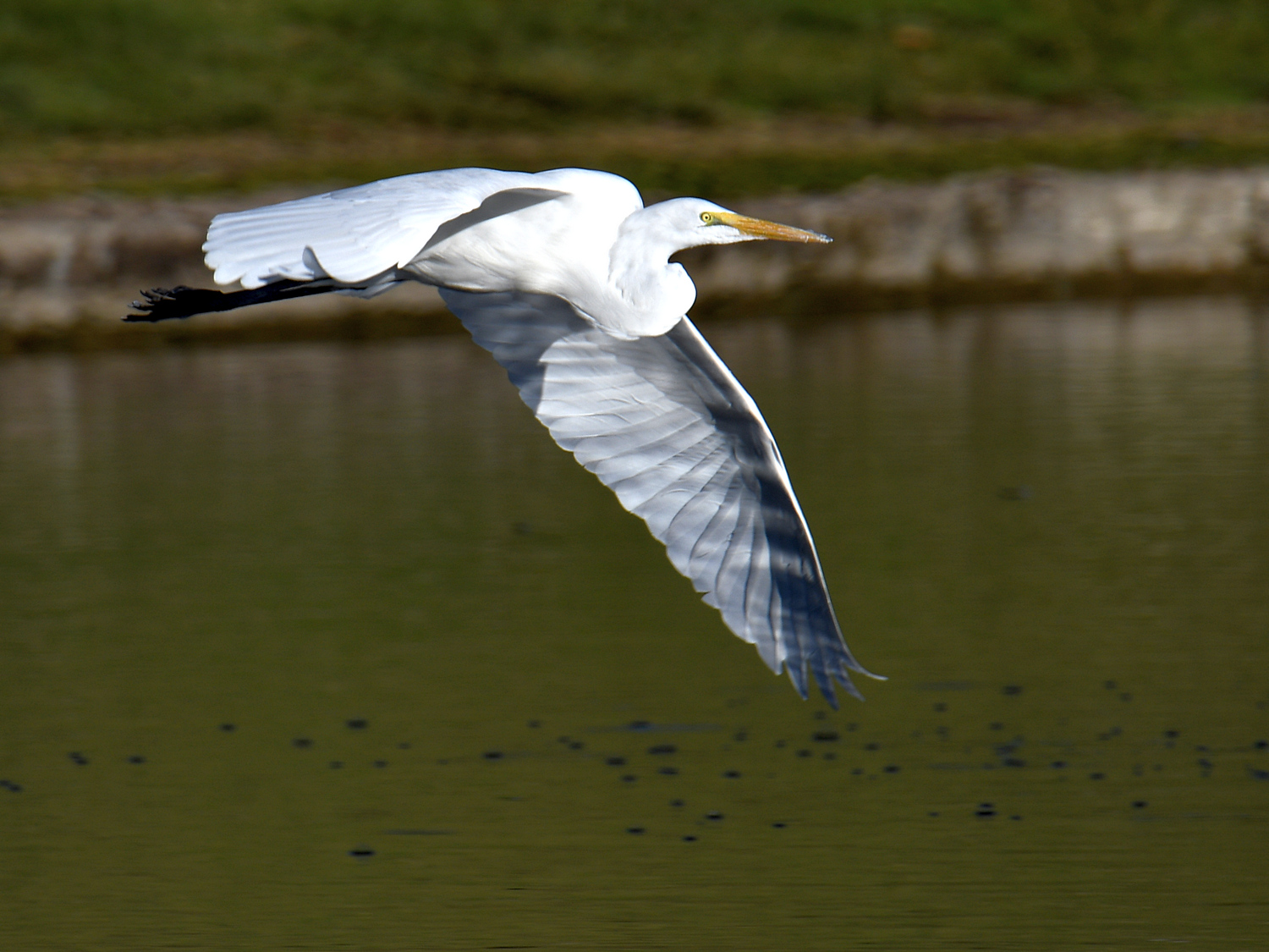Egret2.jpg