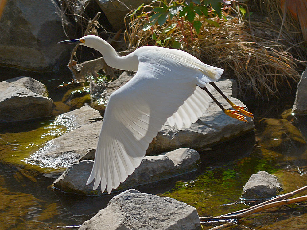 Egret2.jpg