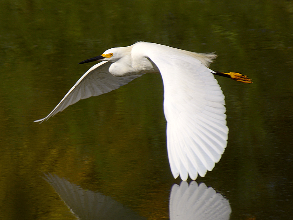 Egret2.jpg