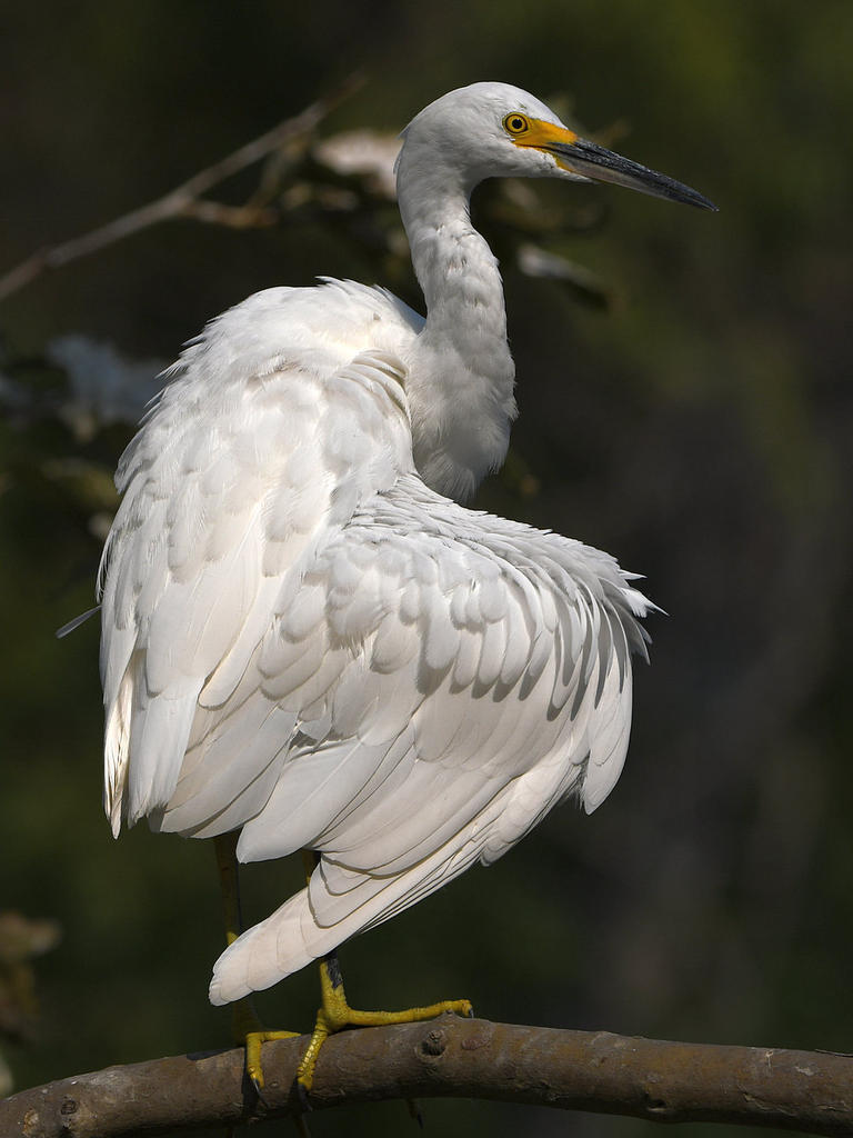 Egret20.jpg