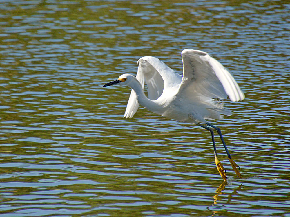 Egret21.jpg