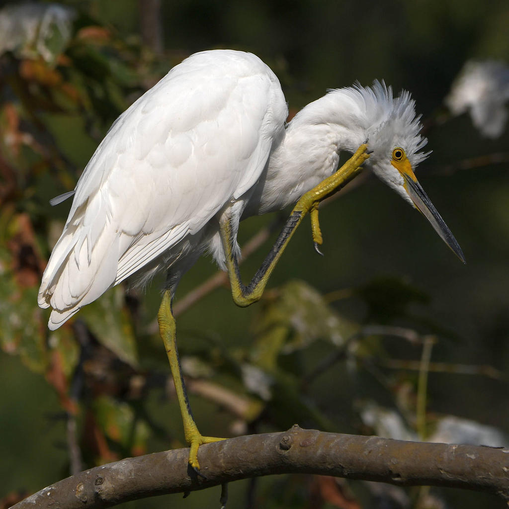 Egret22.jpg