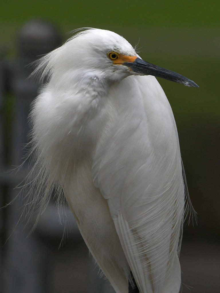Egret24.jpg