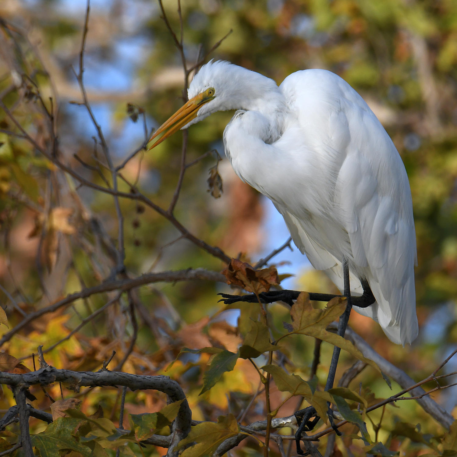 Egret2_2023_10_08.jpg