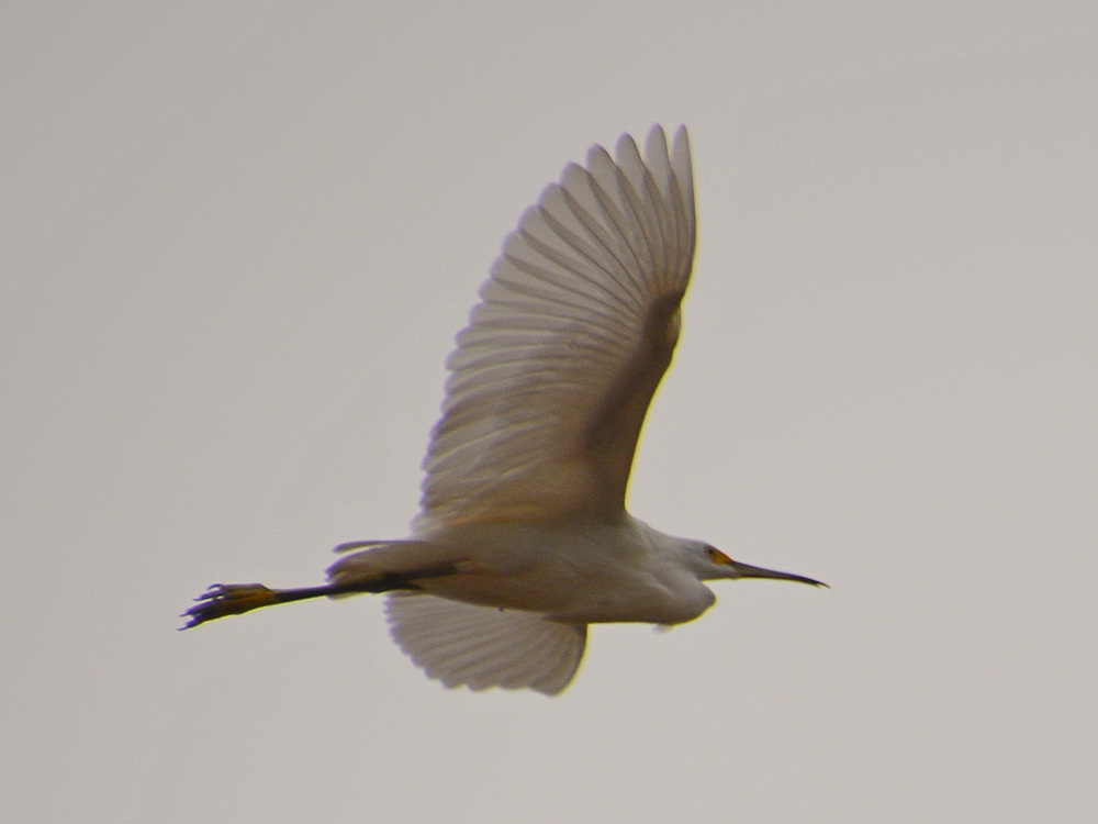Egret3.jpg