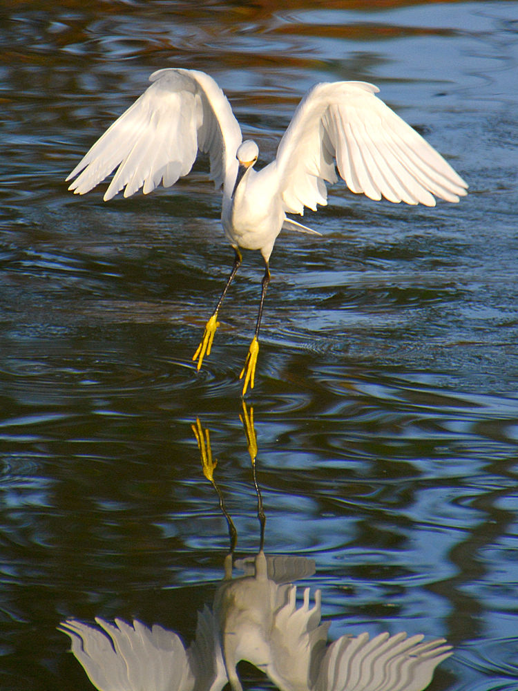Egret3.jpg
