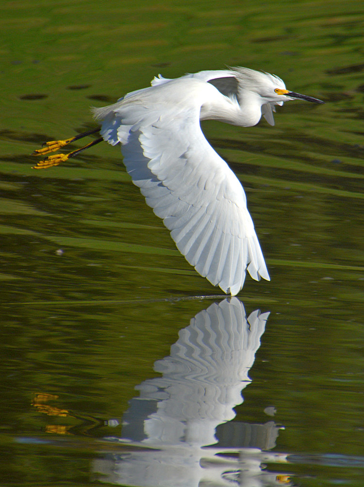 Egret3.jpg