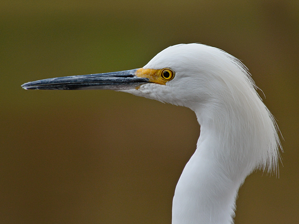 Egret3.jpg