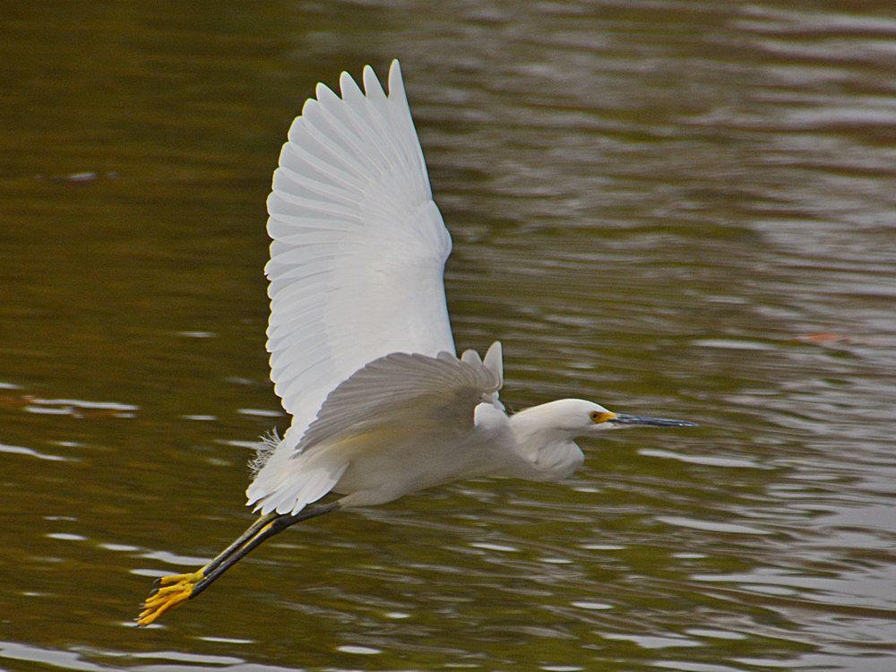 Egret3.jpg