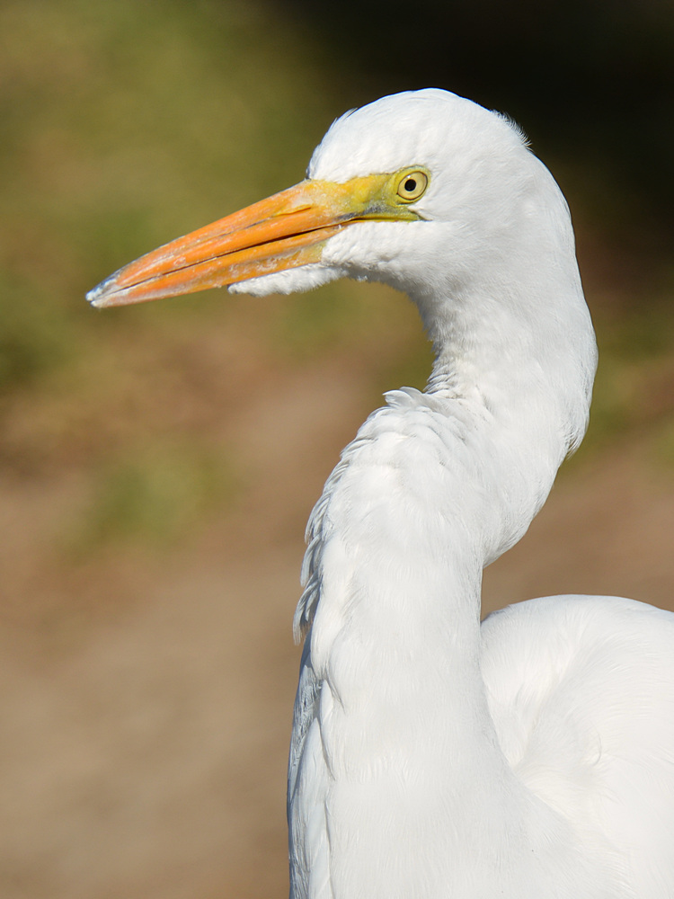 Egret3.jpg