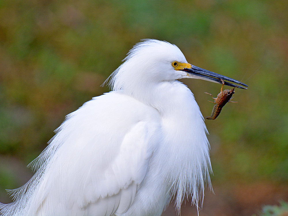 Egret3.jpg