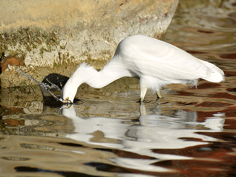 Egret3.jpg