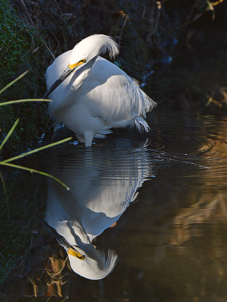 Egret3.jpg
