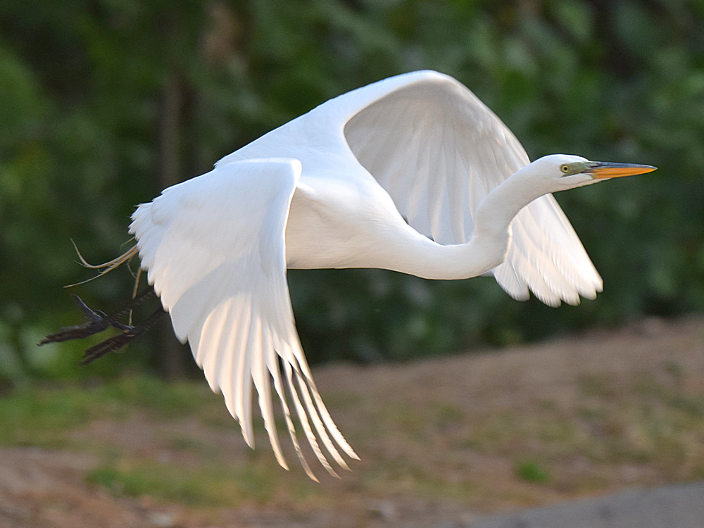 Egret3.jpg