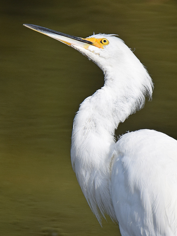Egret3.jpg
