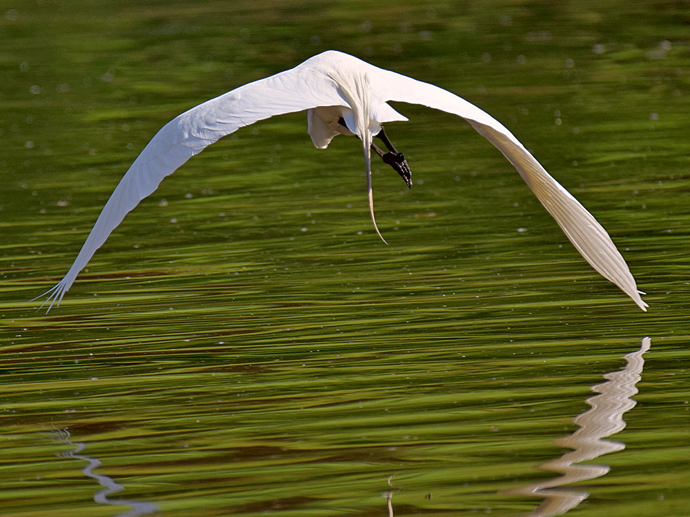 Egret3.jpg