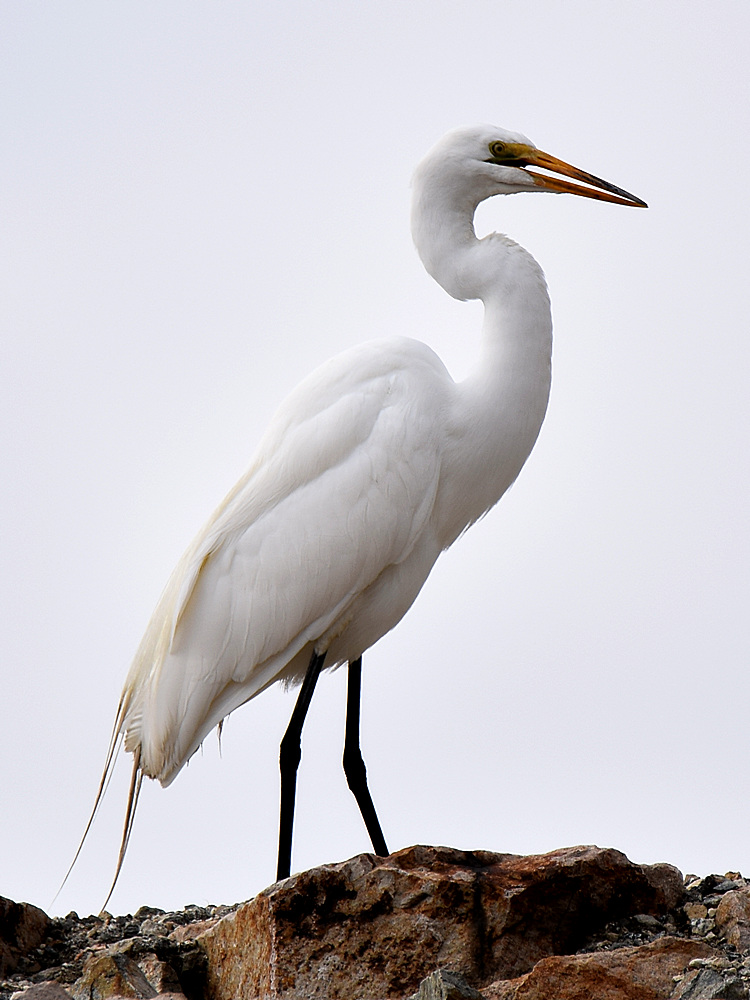 Egret3.jpg