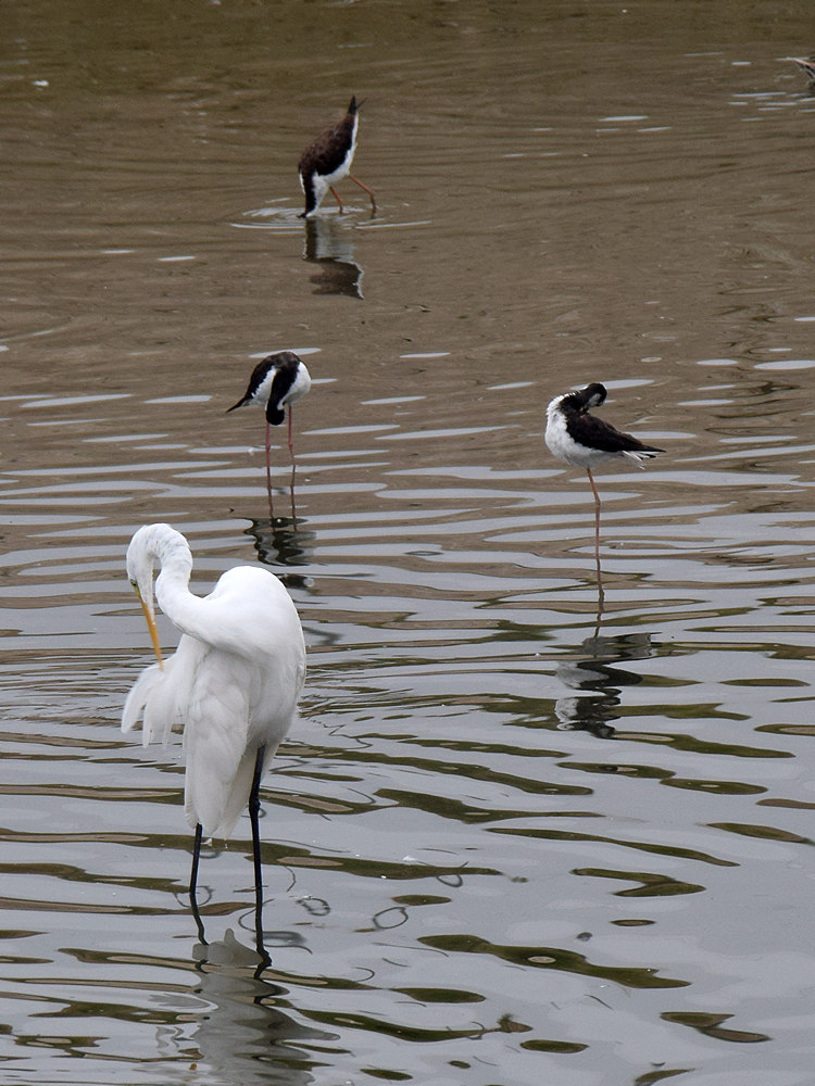 Egret3.jpg