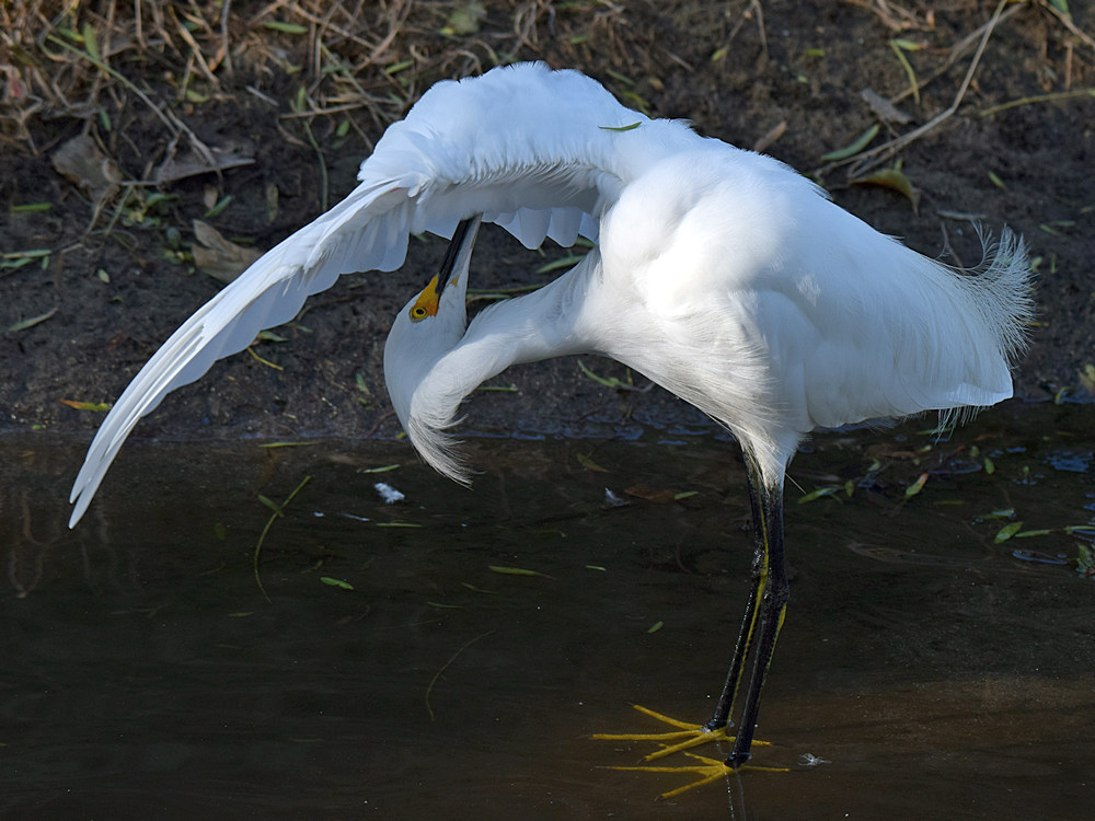 Egret3.jpg