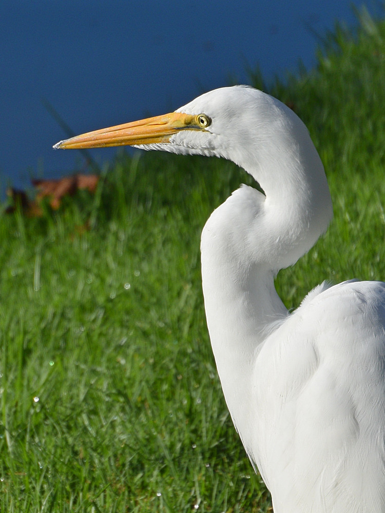 Egret3.jpg