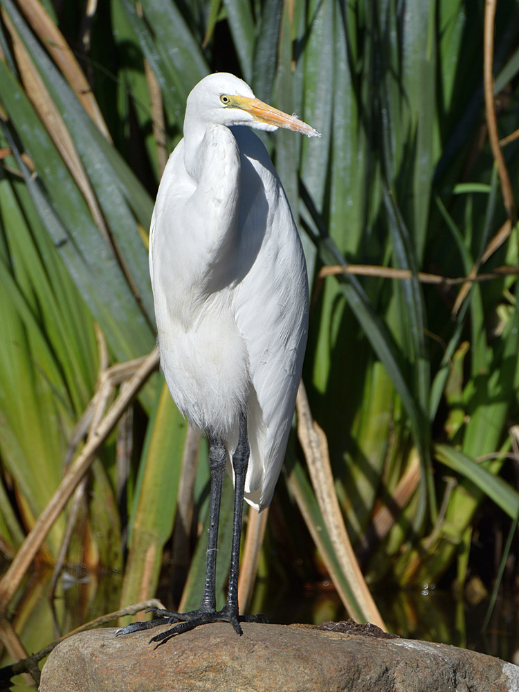 Egret3.jpg