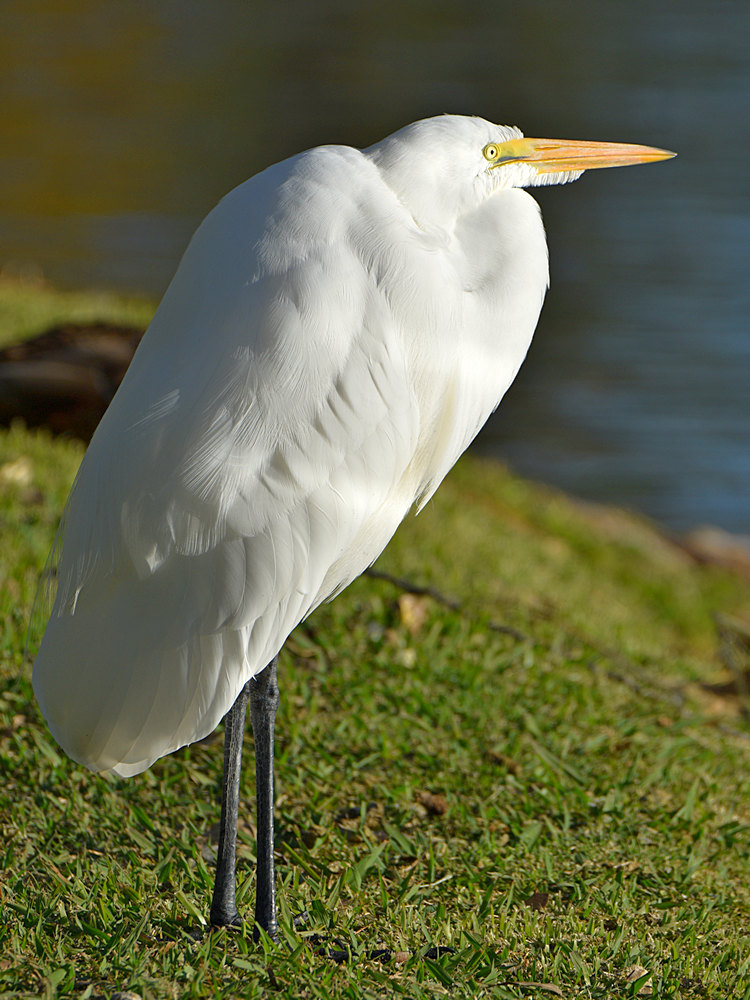Egret3.jpg