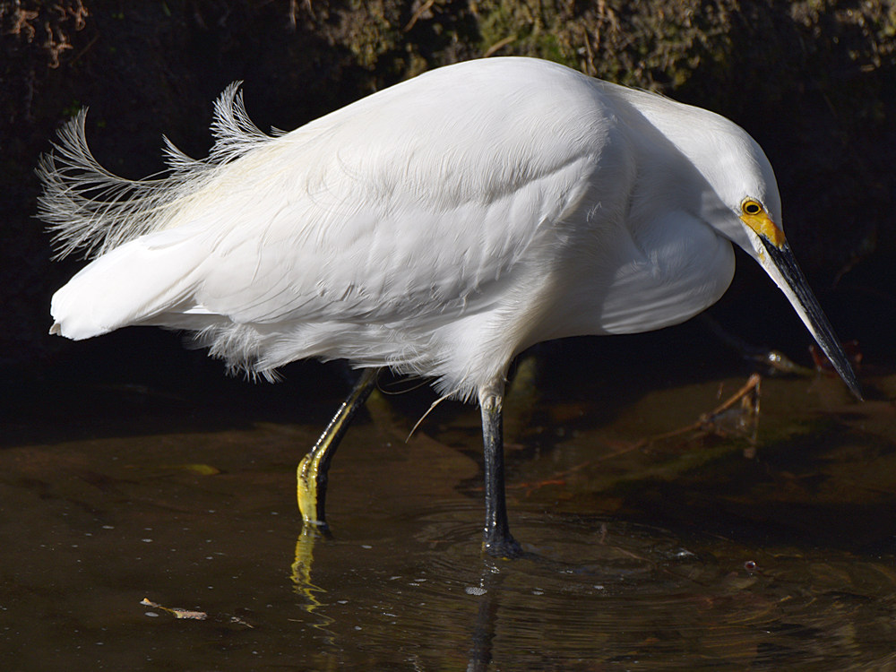 Egret3.jpg