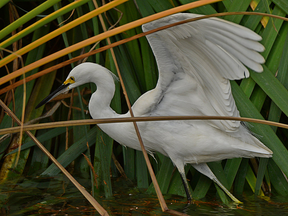 Egret3.jpg