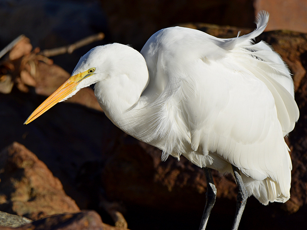 Egret3.jpg