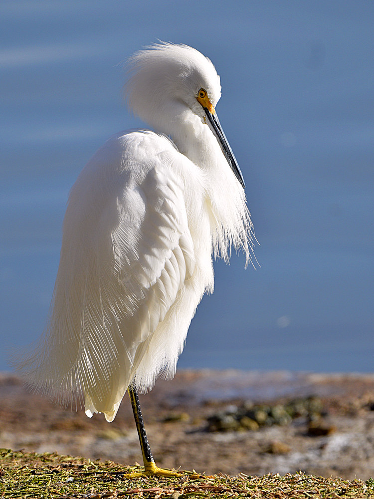 Egret3.jpg