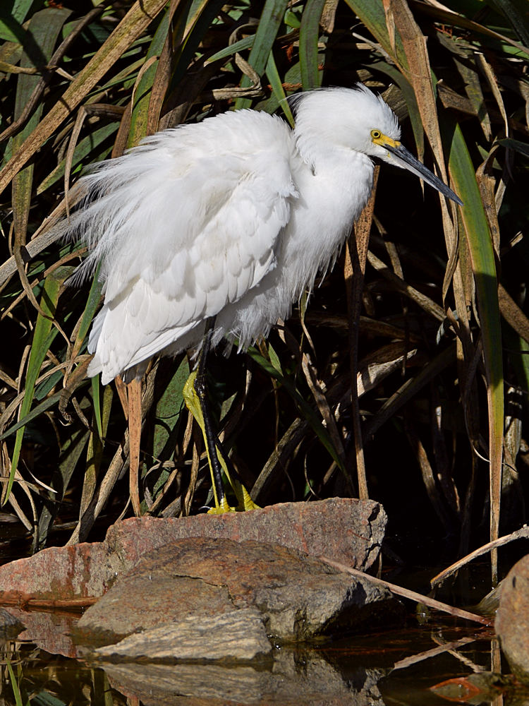 Egret3.jpg