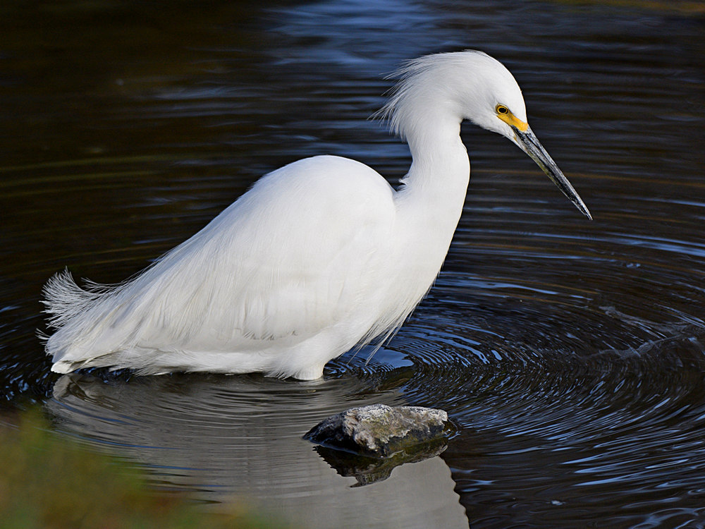 Egret3.jpg