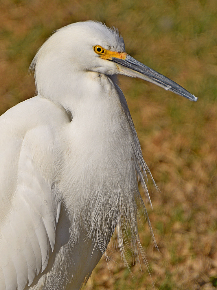 Egret3.jpg