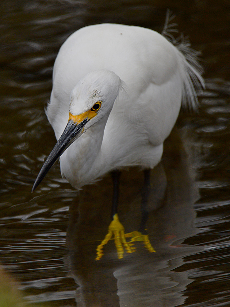 Egret3.jpg