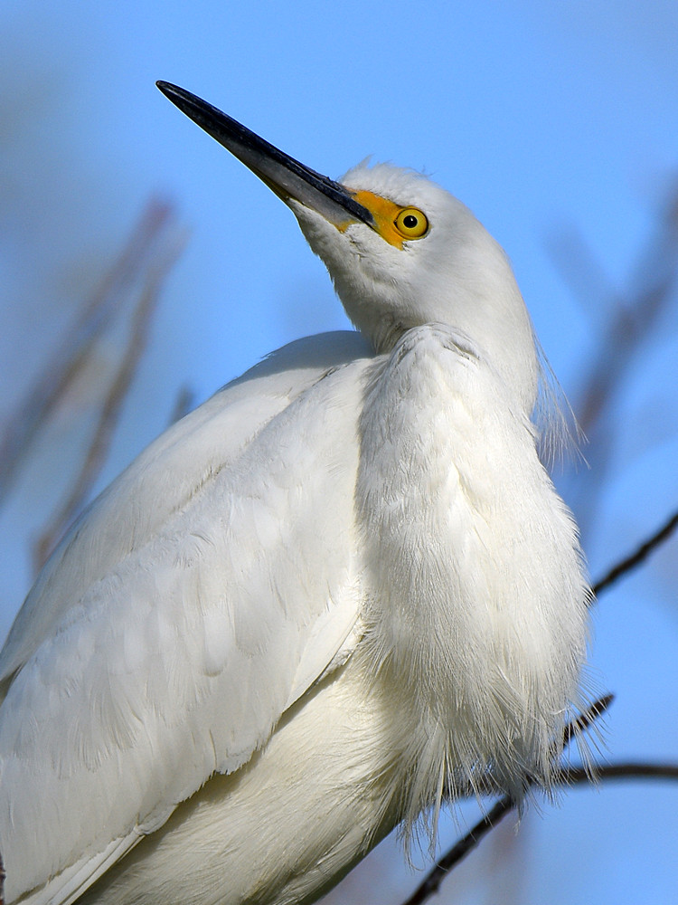 Egret3.jpg
