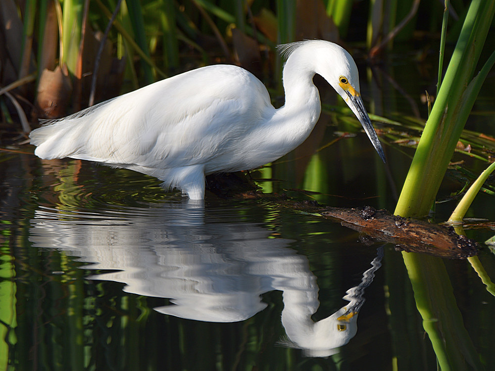 Egret3.jpg