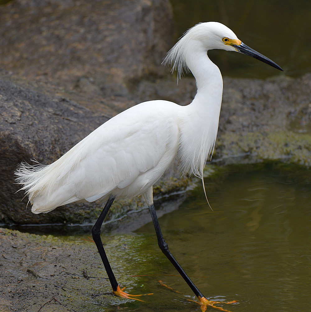 Egret3.jpg