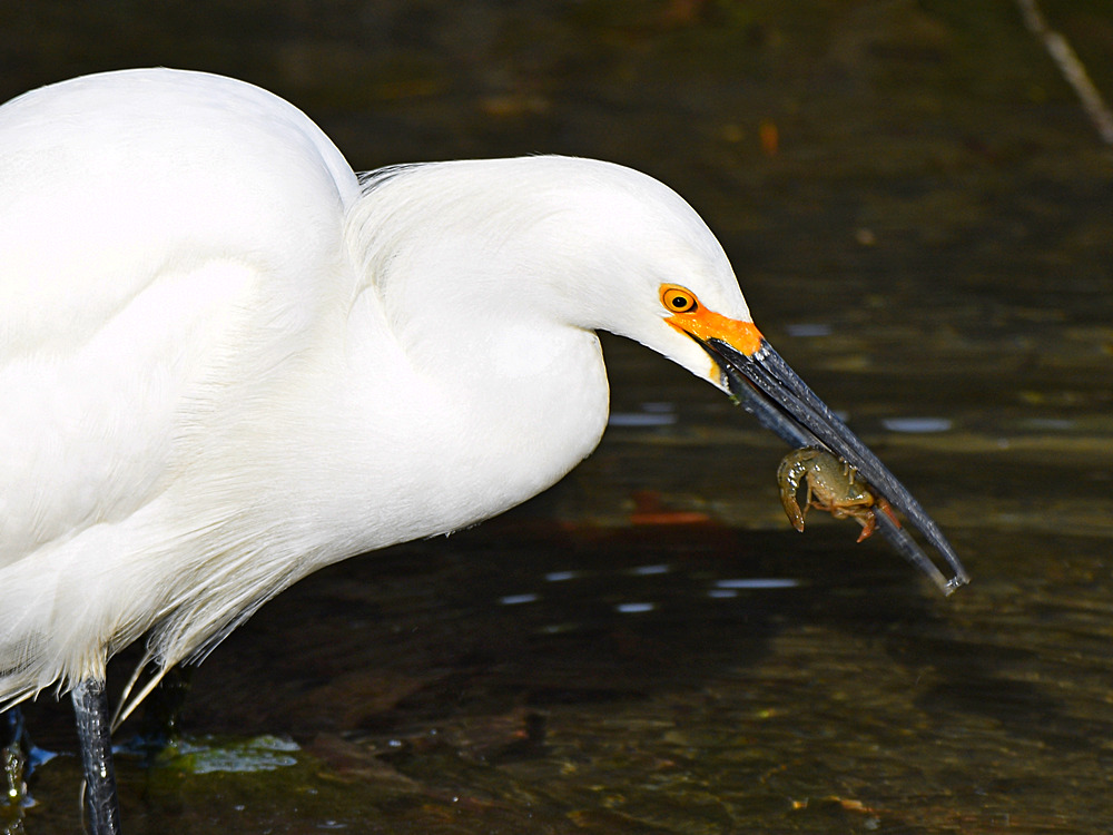 Egret3.jpg