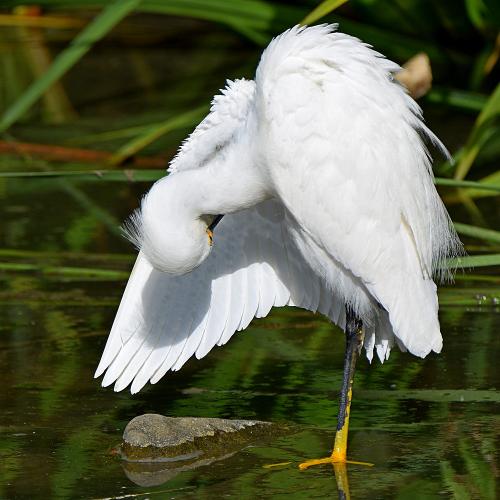 Egret3.jpg