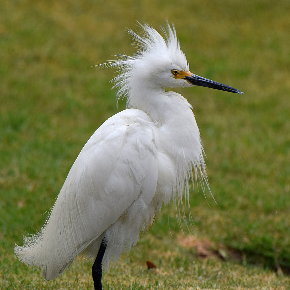 Egret3.jpg