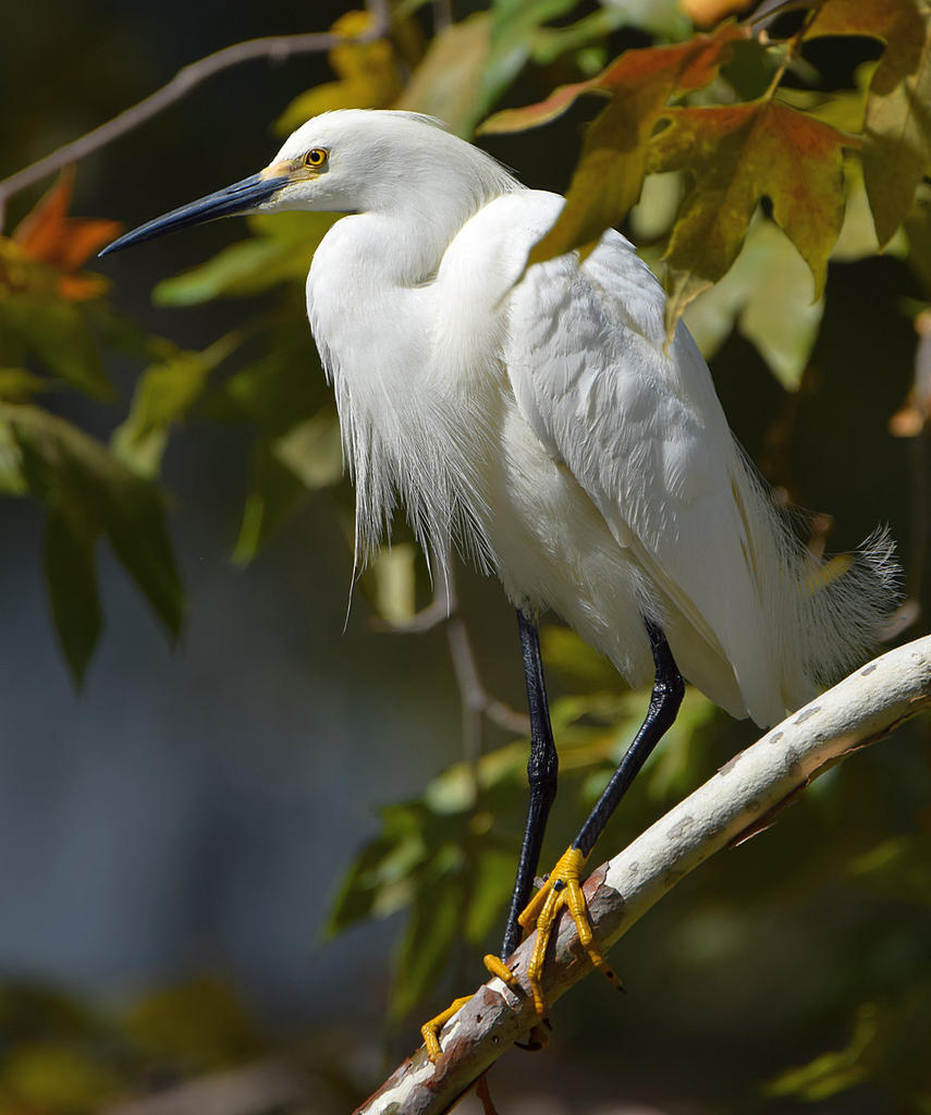 Egret3.jpg