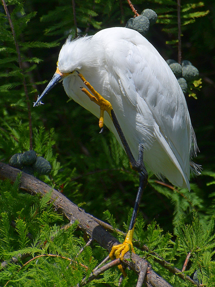 Egret3.jpg