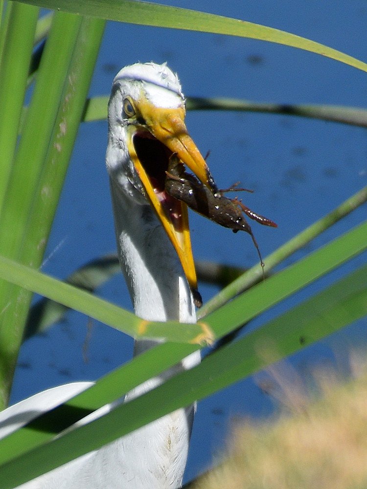 Egret3.jpg