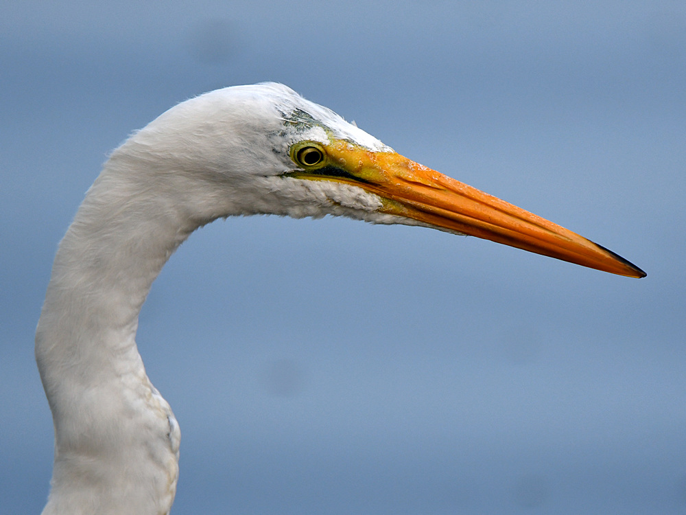 Egret3.jpg