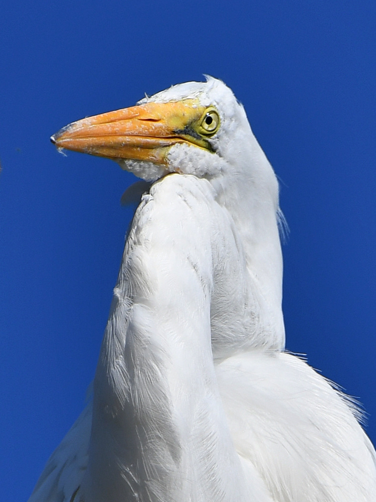 Egret3.jpg