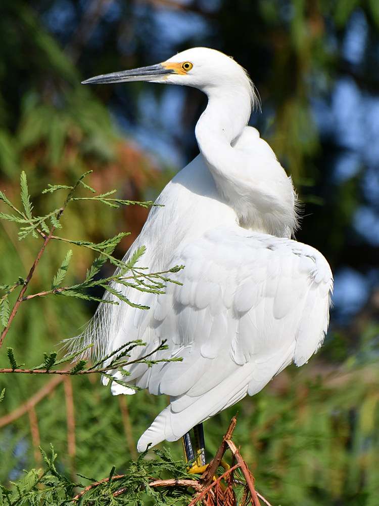 Egret3.jpg