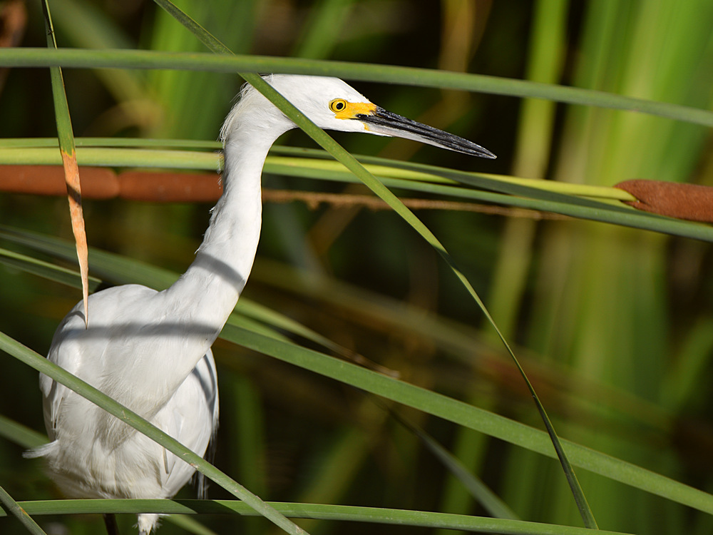 Egret3.jpg