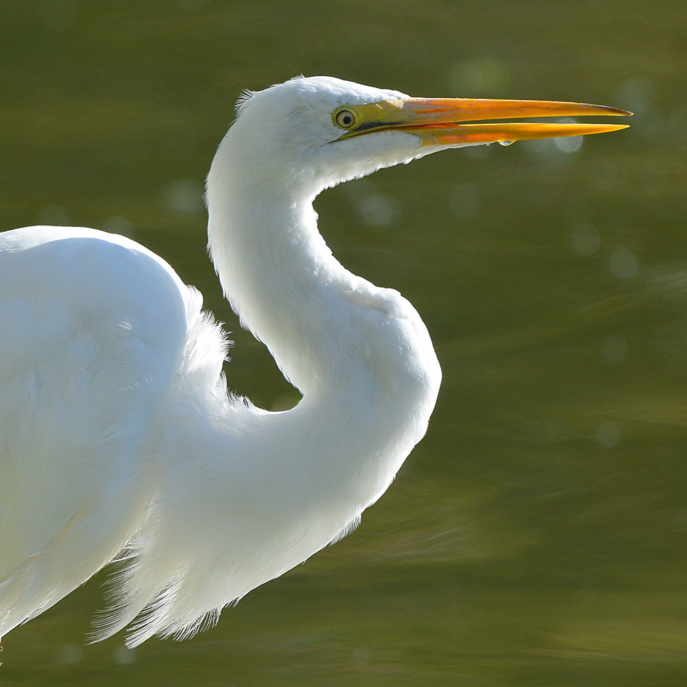 Egret3.jpg
