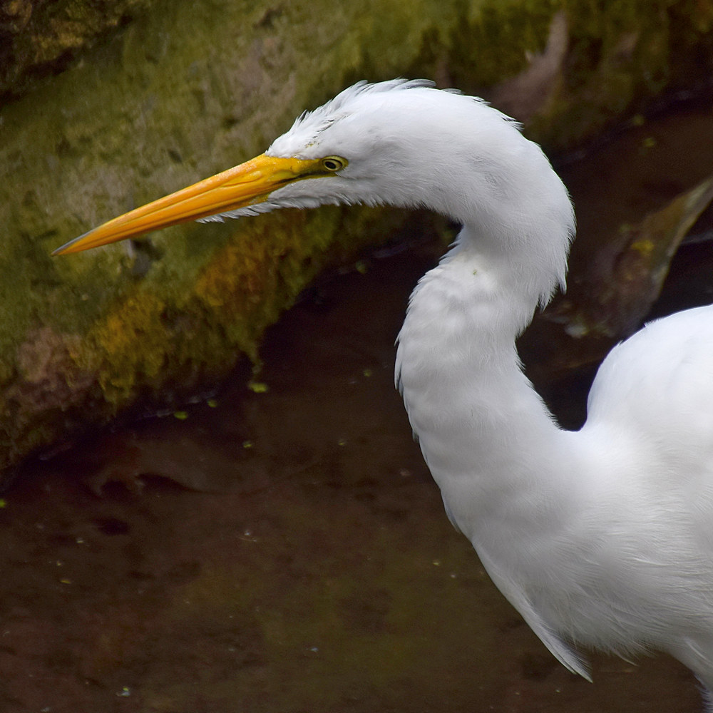 Egret3.jpg